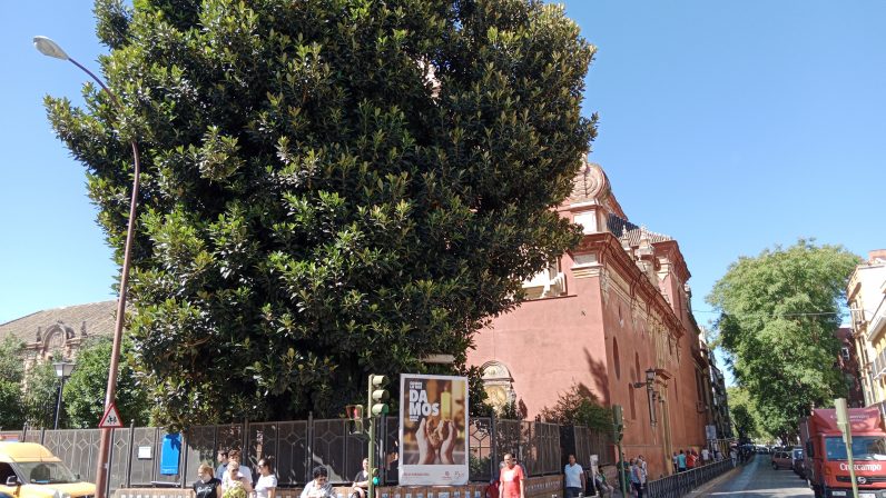 Los árboles nos facilitan la vida: salvad el ficus de la Parroquia de San Jacinto